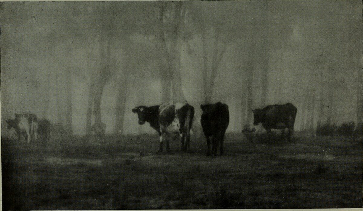Identifier: americanannualof3334newy (find matches) Title: The American annual of photography Year: 1919 (1910s) Authors: Subjects: Photo…