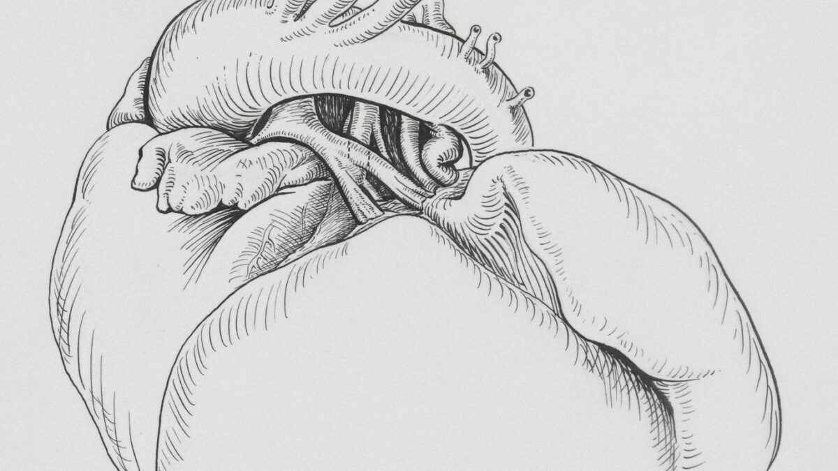 a drawing of a human heart