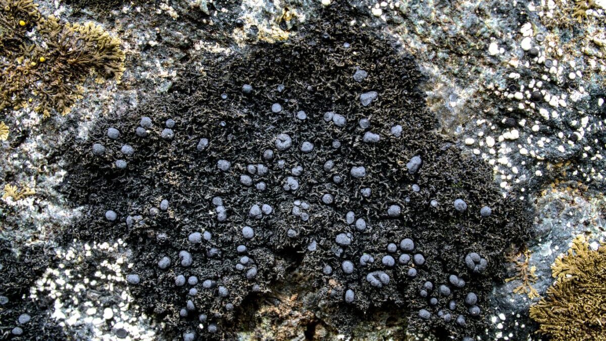 a close up of a rock covered in lichen and moss