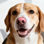 Zahnstein entfernen Hund: So schützt du die Zähne deines Vierbeiners richtig