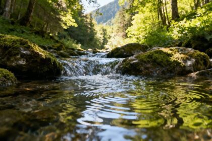 Klares Wasser fließt über Felsen im Wald.